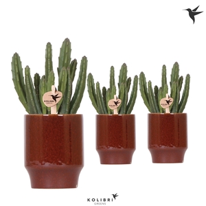 Kolibri Greens Stapelia Leendertziae in Classy pot red