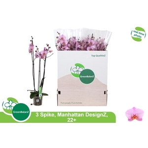 Phal An Manhattan
