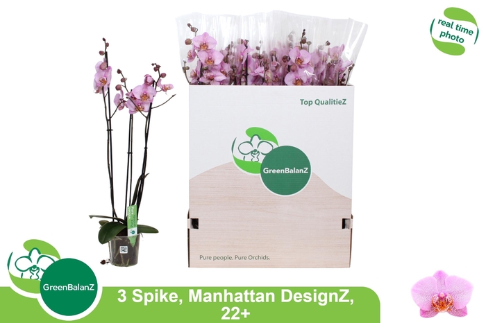 <h4>Phal An Manhattan</h4>