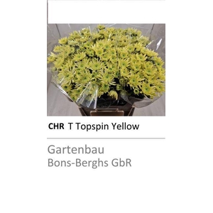 CHR G TOPSPIN YELLOW