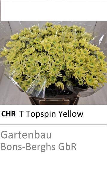 <h4>CHR G TOPSPIN YELLOW</h4>