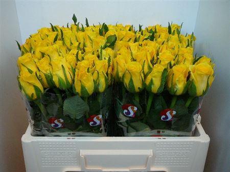 <h4>R Gr Moonwalk</h4>