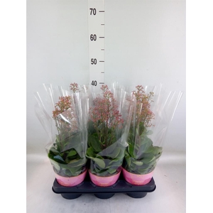 Kalanchoe  'WildFlow Surp Canyon'