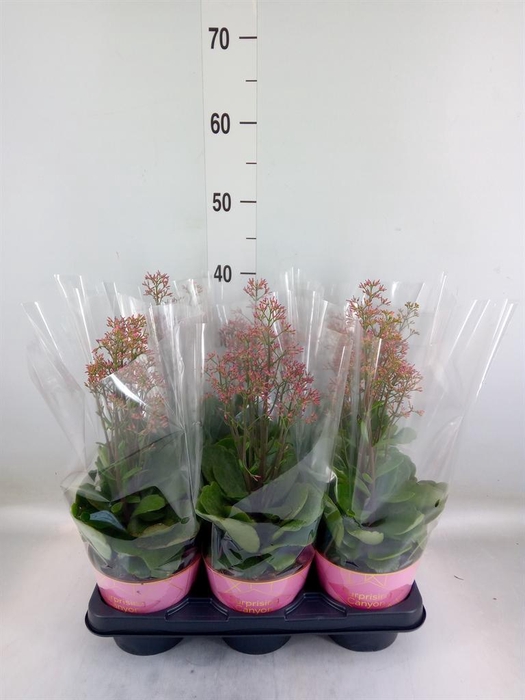 <h4>Kalanchoe  'WildFlow Surp Canyon'</h4>
