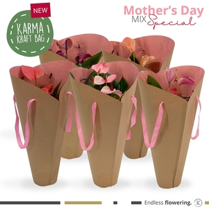 Anthurium - KARMA Pink mix Gift bag | 12cm