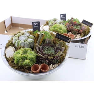 ARR SEMPERVIVUM