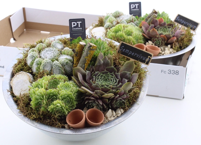 <h4>ARR SEMPERVIVUM</h4>