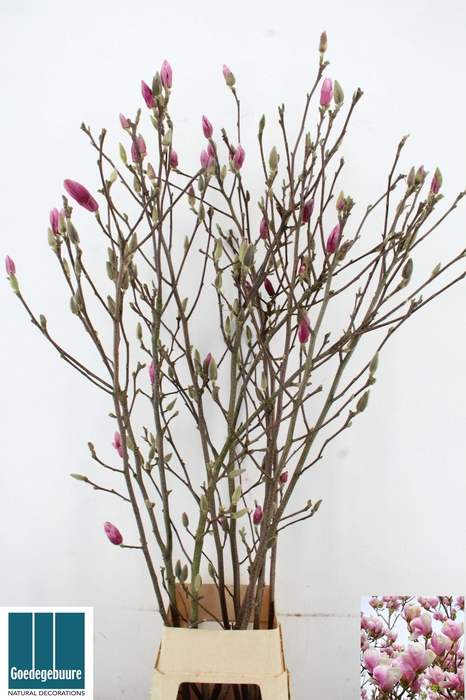 <h4>MAGNOLIA OV</h4>