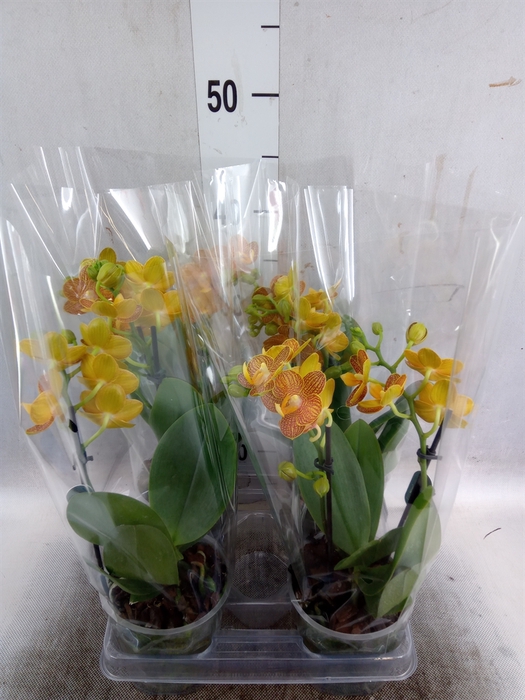 <h4>Phalaenopsis multi. 'FC Indian Sum'</h4>