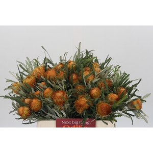 Banksia Dryandra