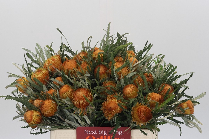 <h4>Banksia Dryandra</h4>