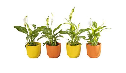 <h4>SPATHIPHYLLUM P6 L 65877</h4>