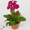 Primula elat. 'Stella Rose'