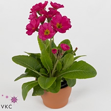 Primula elat. 'Stella Rose'