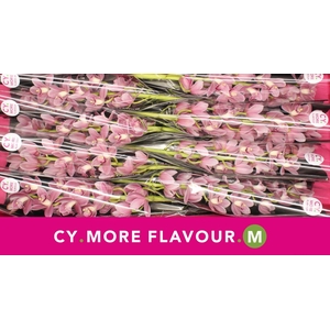 Mini cymbidium 'Solo' 70 cm