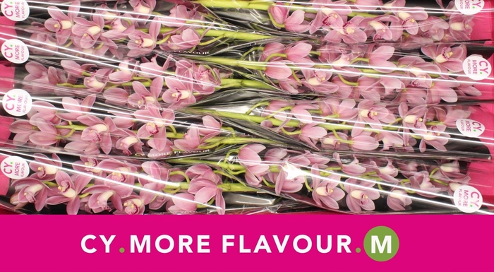 <h4>Mini cymbidium 'Solo' 70 cm</h4>