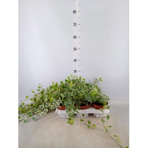 Hedera helix 'White Wonder'