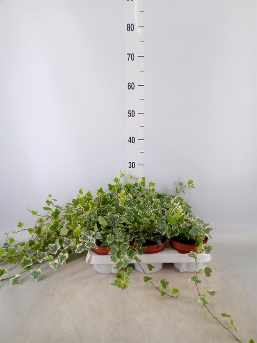 <h4>Hedera helix 'White Wonder'</h4>