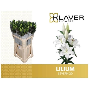 Li Or Severn 2 Knop Klaver Lily