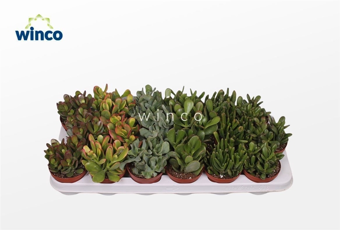 <h4>Crassula Mix</h4>