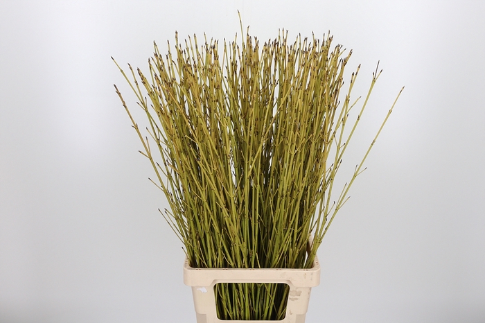 <h4>Cornus Flaviaalmea</h4>