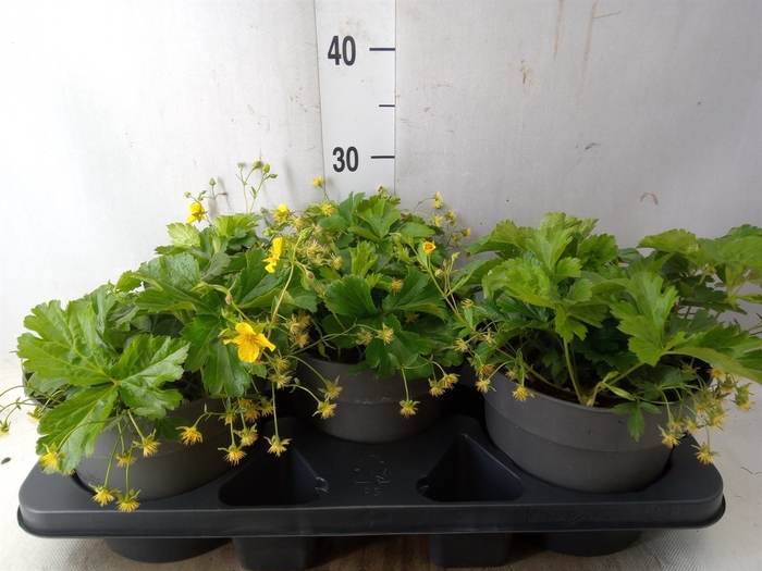<h4>Waldsteinia ternata</h4>
