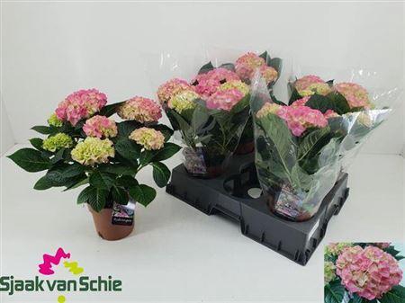 <h4>Hydr M Hi Meadow 5+</h4>