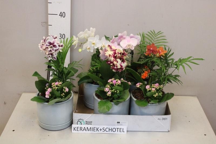 <h4>ARR KAMERPL BLOEI</h4>