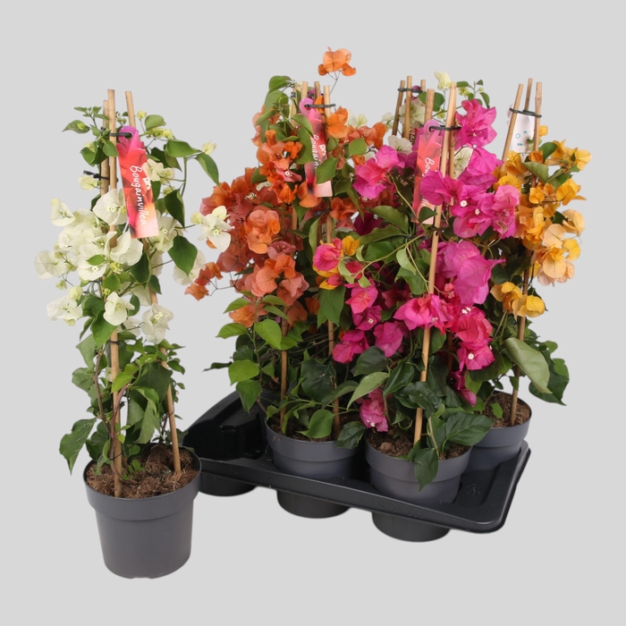 <h4>BOUGAINV OV</h4>