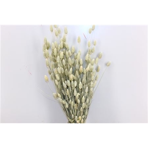 Dried Phalaris X5 White Bunch