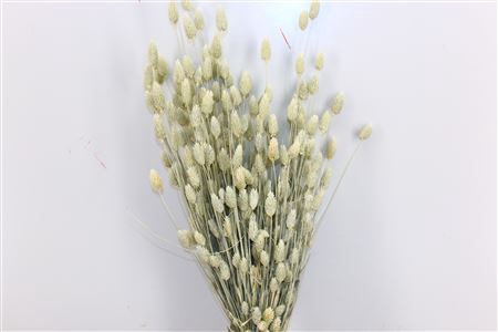 Dried Phalaris X5 White Bunch