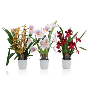 Inca Orchid mix Duo Cascade spike 9cm