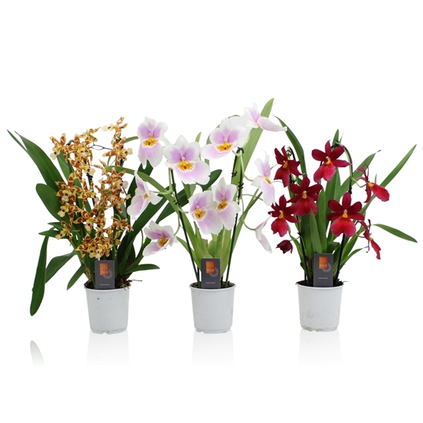 <h4>Inca Orchid mix Cascade 2 spike 9cm</h4>