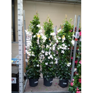 Mandevilla sand. 'SumStar White'