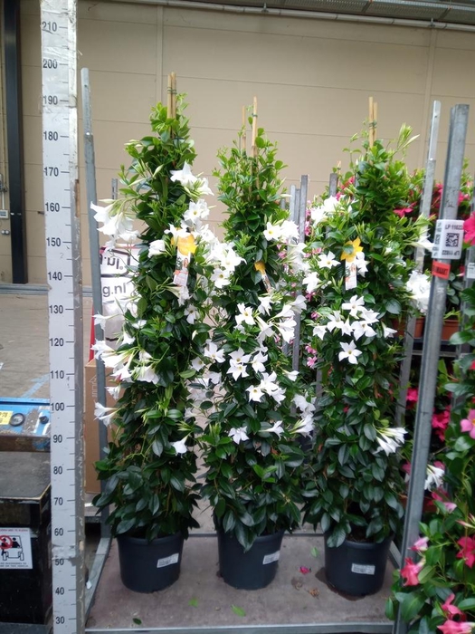 <h4>Mandevilla sand. 'SumStar White'</h4>