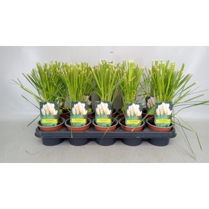 Cortaderia sell.