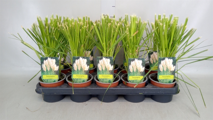 <h4>Cortaderia sell.</h4>