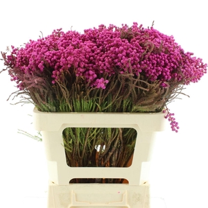 Kaaps Lanuginosa Klb Cerise