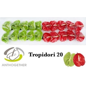 Anthurium Tropidori