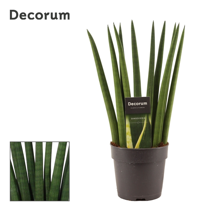 Sansevieria Cylindrica 12 cm Fan (Decorum)