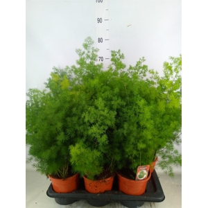 Asparagus umbellatus