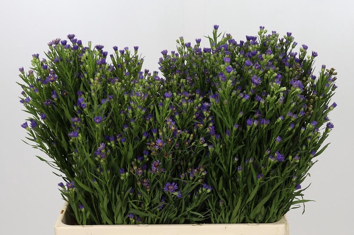<h4>Aster Casamare</h4>