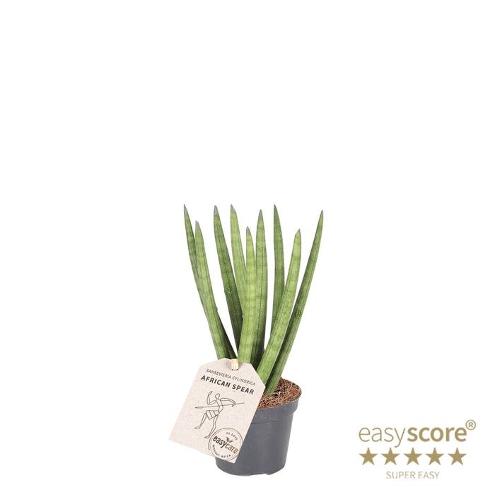 <h4>SANSEVIERIA CYLINDRICA P6 SPAGH</h4>