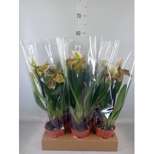 Paphiopedilum  'Amerikaanse hybrid'