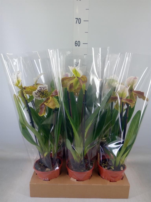 <h4>Paphiopedilum  'Amerikaanse hybrid'</h4>