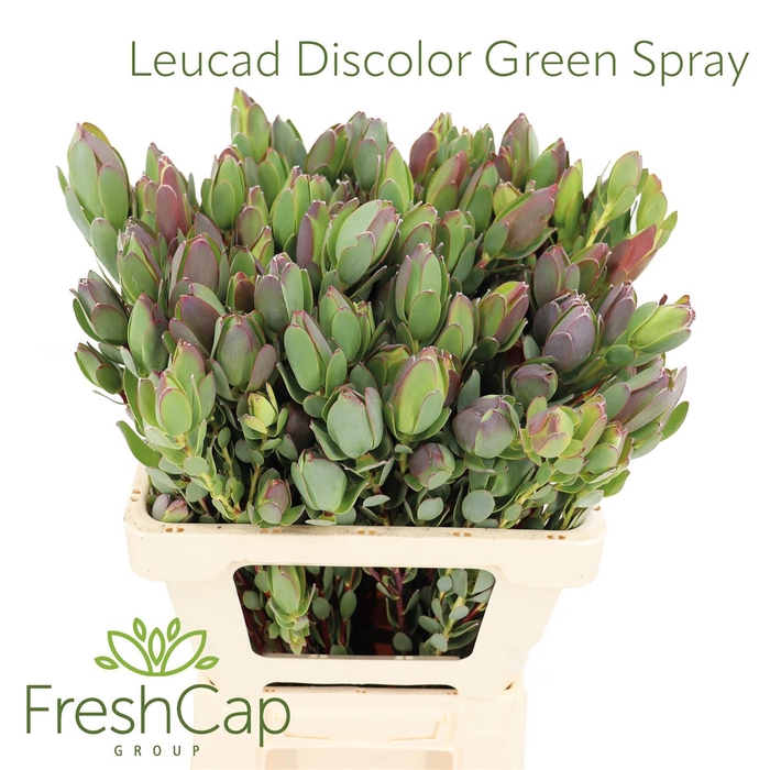 Leucad Discolor Green Spray