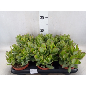 Crassula arborescens