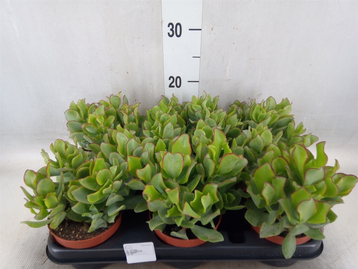 <h4>Crassula arborescens</h4>