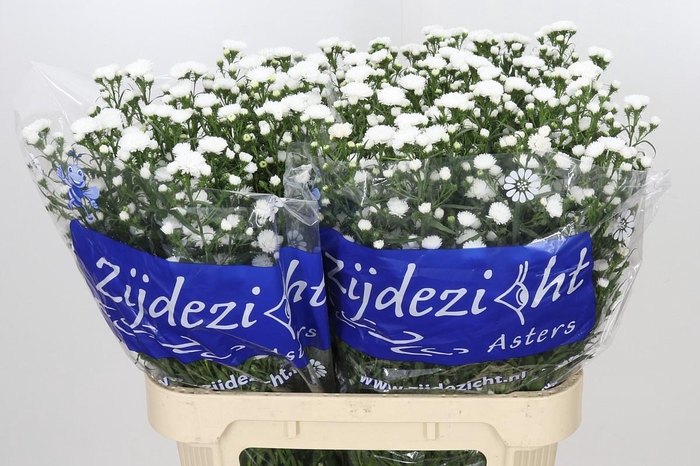 <h4>Aster Cassy</h4>