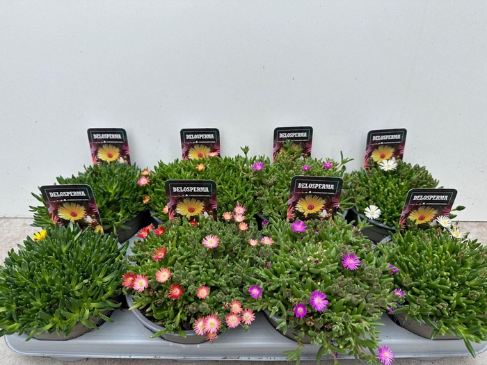 <h4>Delosperma cooperi</h4>